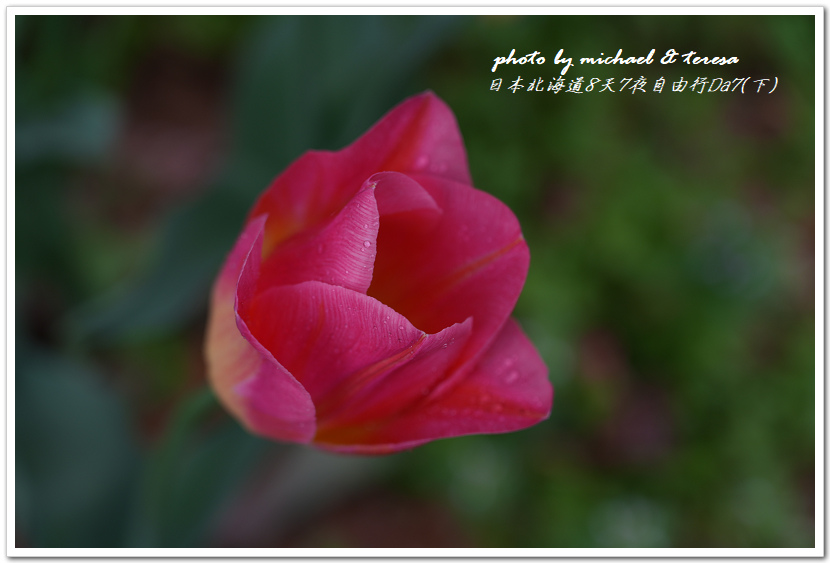 日本北海道8天7夜自由行Day7(下)琴似神社、北海道神宮、 日本北海道8天7夜自由行Day7(下)琴似神社、北海道神宮、