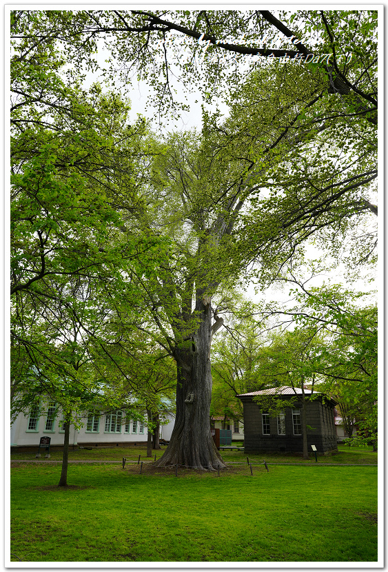 日本北海道8天7夜自由行Day7(下)琴似神社、北海道神宮、 日本北海道8天7夜自由行Day7(下)琴似神社、北海道神宮、
