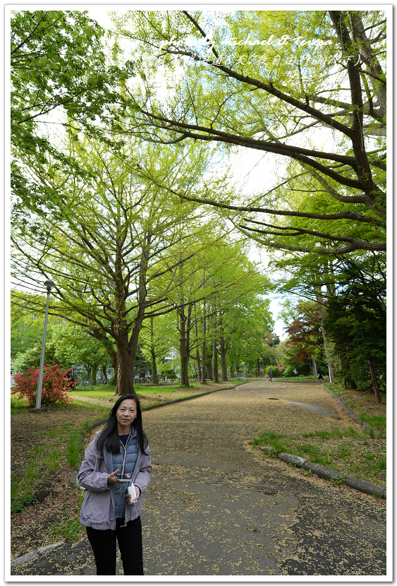 日本北海道8天7夜自由行Day7(下)琴似神社、北海道神宮、 日本北海道8天7夜自由行Day7(下)琴似神社、北海道神宮、