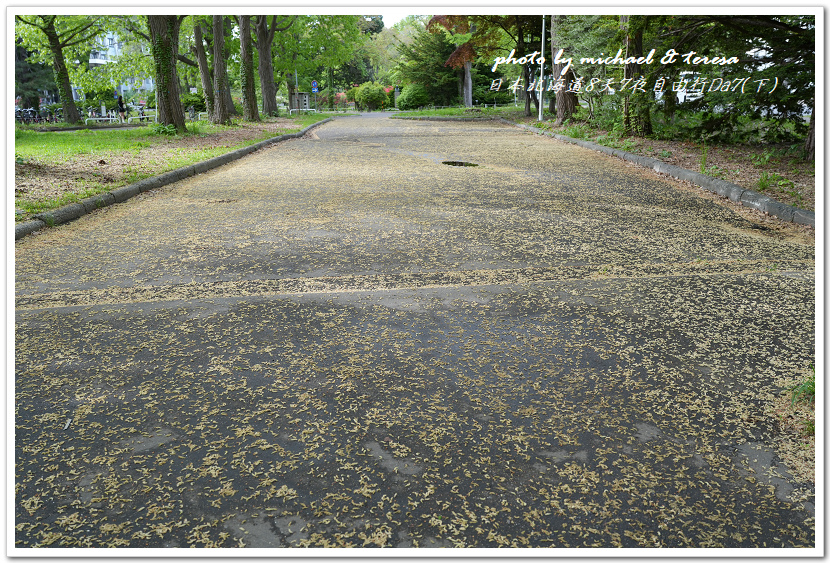 日本北海道8天7夜自由行Day7(下)琴似神社、北海道神宮、 日本北海道8天7夜自由行Day7(下)琴似神社、北海道神宮、