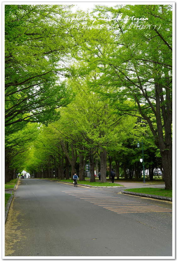日本北海道8天7夜自由行Day7(下)琴似神社、北海道神宮、 日本北海道8天7夜自由行Day7(下)琴似神社、北海道神宮、