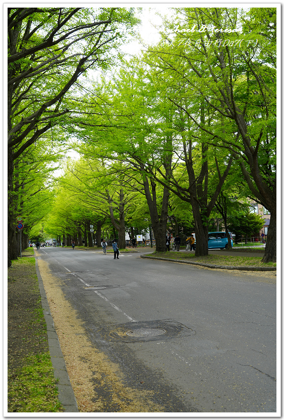 日本北海道8天7夜自由行Day7(下)琴似神社、北海道神宮、 日本北海道8天7夜自由行Day7(下)琴似神社、北海道神宮、
