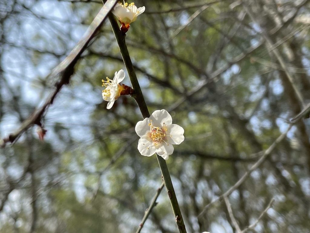 梅花