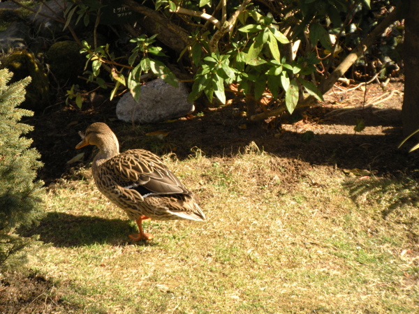 南東北旅遊2009 659.jpg