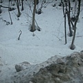 南東北旅遊2009 588.jpg