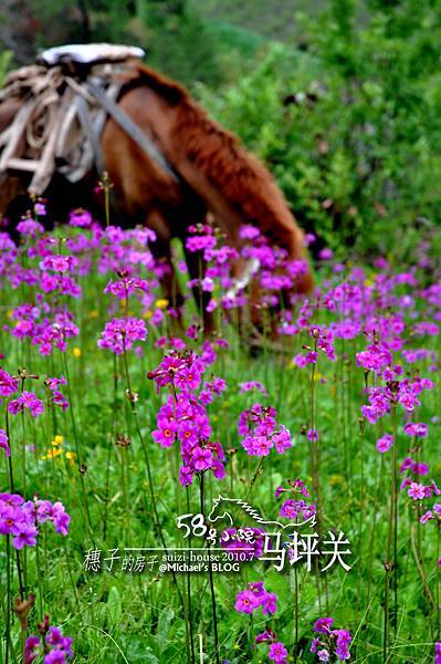 20100706_沙溪鎮馬坪關_194