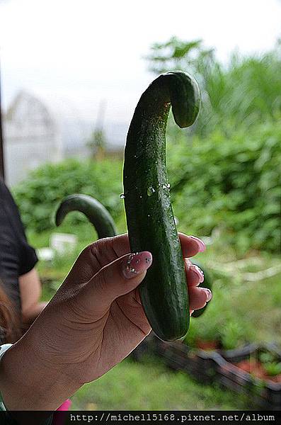 ♥花蓮一日遊♥ 江玉寶有機農場+如豐琢玉工坊