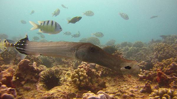 旅遊 夏威夷歐胡島潛水 與海龜的親密接觸oahu Diving Michelle 米雪兒奇幻樂園 痞客邦 旅遊 夏威夷歐胡島潛水 與海龜的親密接觸oahu Diving Michelle 米雪兒奇幻樂園 痞客邦