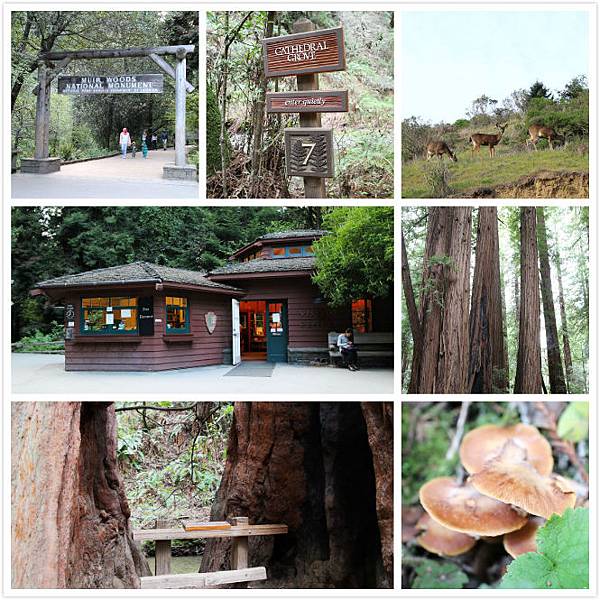 Muir Woods.jpg Muir Woods.jpg