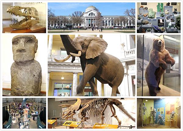 旅遊 Washington Dc 華盛頓特區博物館 美國國立自然史博物館national Museum Of Natural History Michelle 米雪兒奇幻樂園 痞客邦