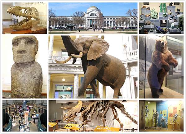 旅遊 Washington Dc 華盛頓特區博物館 美國國立自然史博物館national Museum Of Natural History Michelle 米雪兒奇幻樂園 痞客邦