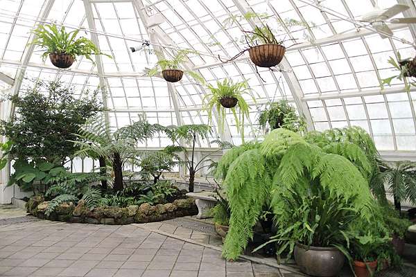 旅遊 舊金山金門公園內的溫室花園 百花溫室conservatory Of Flowers Michelle 米雪兒奇幻樂園 痞客邦