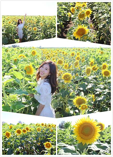 旅遊 北加州美麗向日葵田 夢幻的黃色花海dixon Sunflower Field Michelle 米雪兒奇幻樂園 痞客邦 旅遊 北加州美麗向日葵田 夢幻的黃色花海dixon Sunflower Field Michelle 米雪兒奇幻樂園 痞客邦