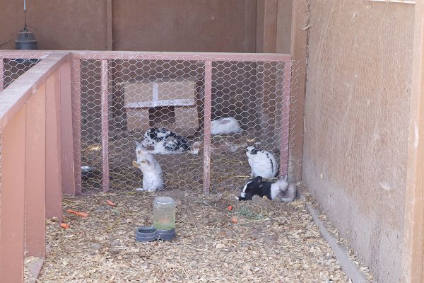 旅遊 北加州灣區親自餵食動物農場 與牛羊馬豬羊駝鴕鳥親密互動gilroy Ostrich Farm Michelle 米雪兒奇幻樂園 痞客邦