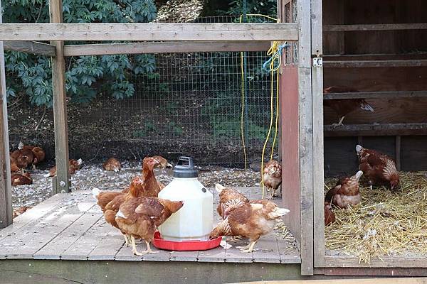旅遊 北加州灣區小小動物農場健行步道 與農場動物近距離互動的親子農場hidden Villa Michelle 米雪兒奇幻樂園 痞客邦