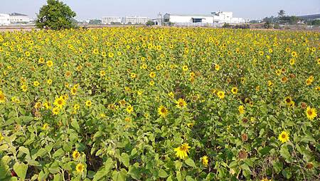 繁花之季 台南賞花景點整理 米家的慢走與樂活 痞客邦 繁花之季 台南賞花景點整理 米家的慢走與樂活 痞客邦