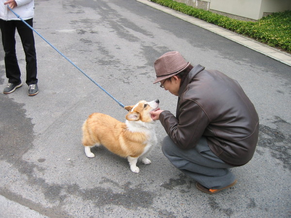 回去的路上巧遇我最愛的柯基犬 