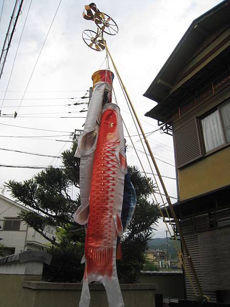 日本兒童節會掛鯉魚旗～