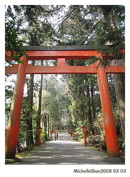 大樹是我喜歡箱根神社的原因