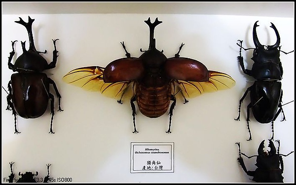 我的甲蟲標本 還是叫 兜兜兒 吧 痞客邦