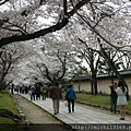 醍醐寺參道 櫻花隧道 2