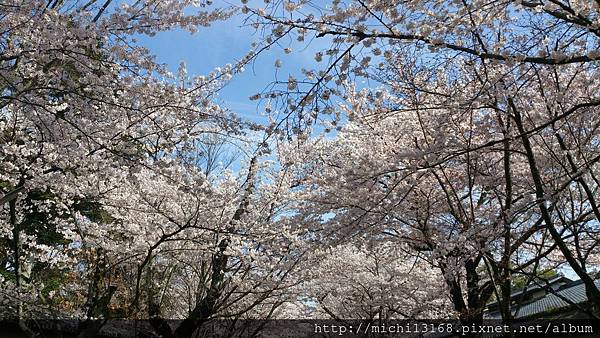 醍醐寺參道 櫻花隧道 1