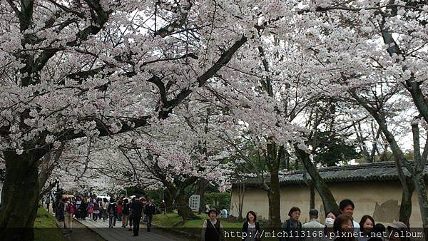 醍醐寺參道 櫻花隧道 7