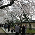 醍醐寺參道 櫻花隧道 4