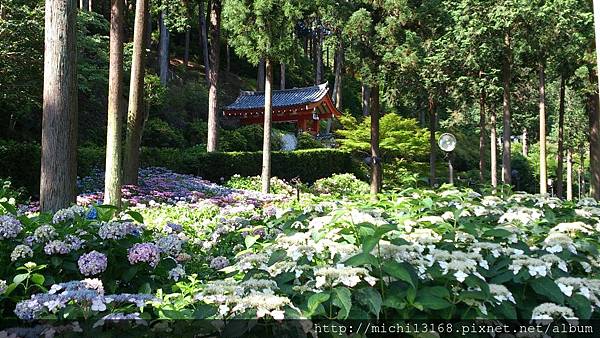 三室戶寺 19