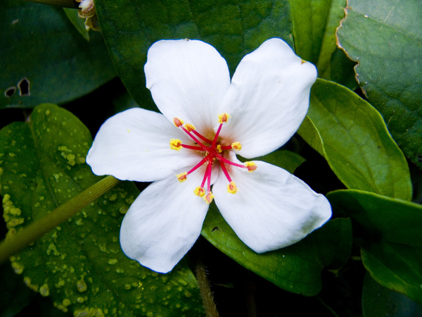 桐花