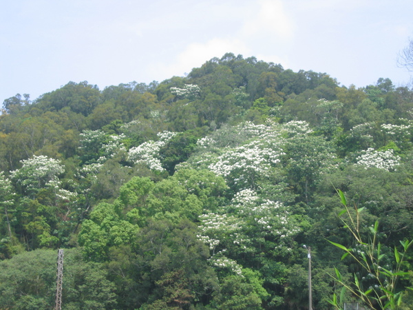 龍騰斷橋遠眺桐花