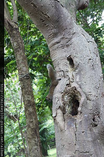 2011 某日 植物園 牠們的聲音與尾巴吸引我目光~都市松鼠! (4)