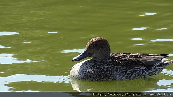 2013 3 5tokyo day3  (75)