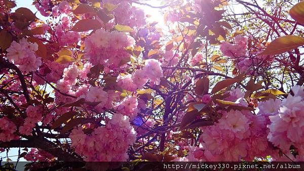 2014 4 15道後第二天~玻璃美術館~道後公園賞櫻~車站與可載客老火車~巷弄~草間點心~漫步.... (97)