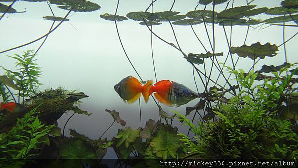 2014 4 15晚上在新宿吃吃~16早上到晴空塔水族館與樓上餐廳吃吃 (5)