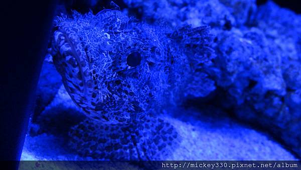 2014 4 15晚上在新宿吃吃~16早上到晴空塔水族館與樓上餐廳吃吃 (8)