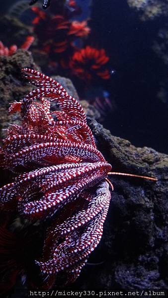 2014 4 15晚上在新宿吃吃~16早上到晴空塔水族館與樓上餐廳吃吃 (10)