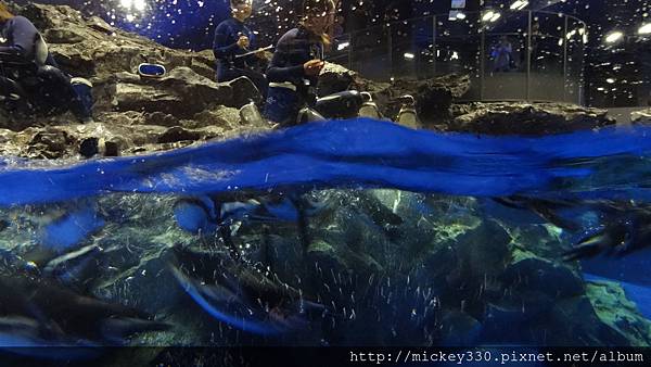 2014 4 15晚上在新宿吃吃~16早上到晴空塔水族館與樓上餐廳吃吃 (17)