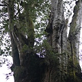 阿里山櫻花季