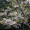 阿里山櫻花季