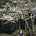 阿里山櫻花季