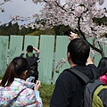 阿里山櫻花季