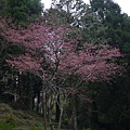 阿里山櫻花季