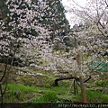 阿里山櫻花季