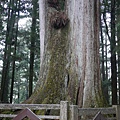 阿里山櫻花季