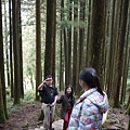 阿里山櫻花季