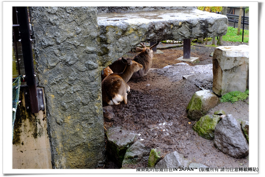 動物園-052