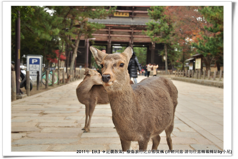 東大寺038