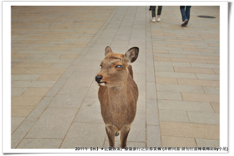 東大寺040