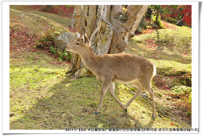 奈良公園004